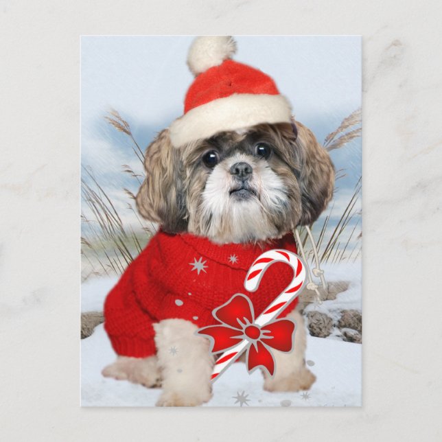 Shih Tzu Santa Paws Geschenke Feiertagspostkarte (Vorderseite)