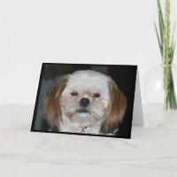Shih Tzu scheint nie zu altern! Geburtskarte