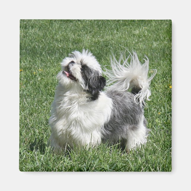 shih tzu spielen magnet (Vorne)