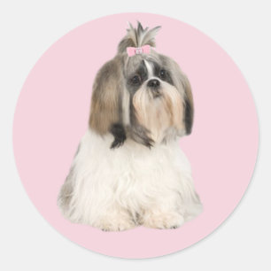 Shih Tzu Sticker