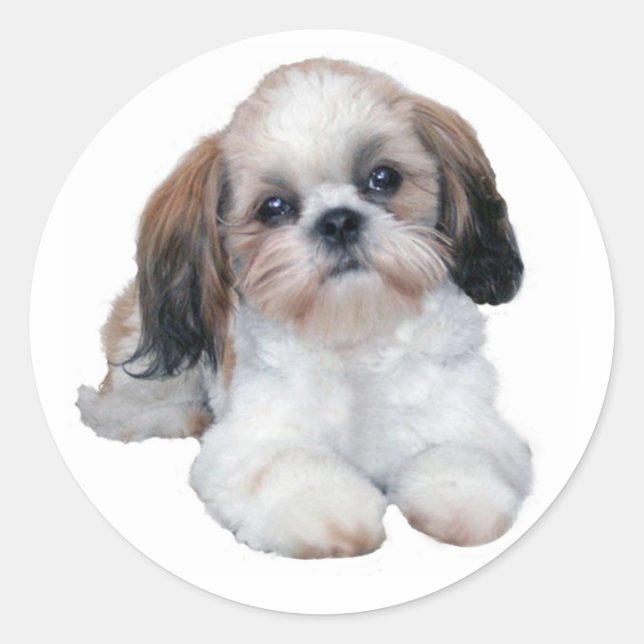 Shih Tzu Sticker (Vorderseite)