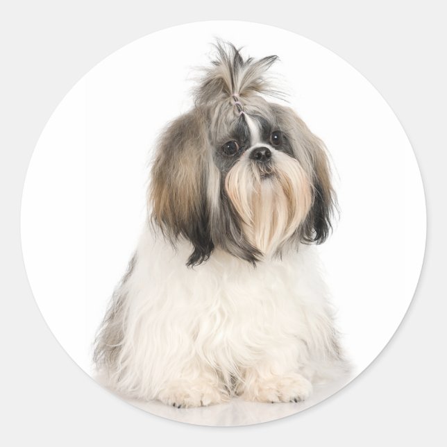Shih Tzu Sticker (Vorderseite)