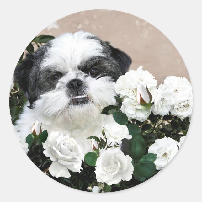 Shih Tzu und Rose Runder Aufkleber (Vorderseite)