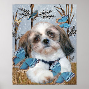 Shih Tzu und Schmetterlings-Druck Poster