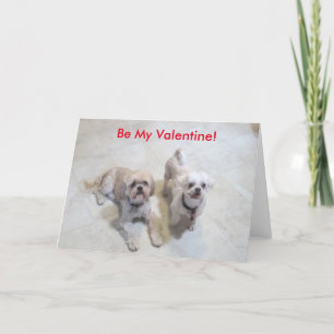 Shih Tzu Valentine Feiertagskarte