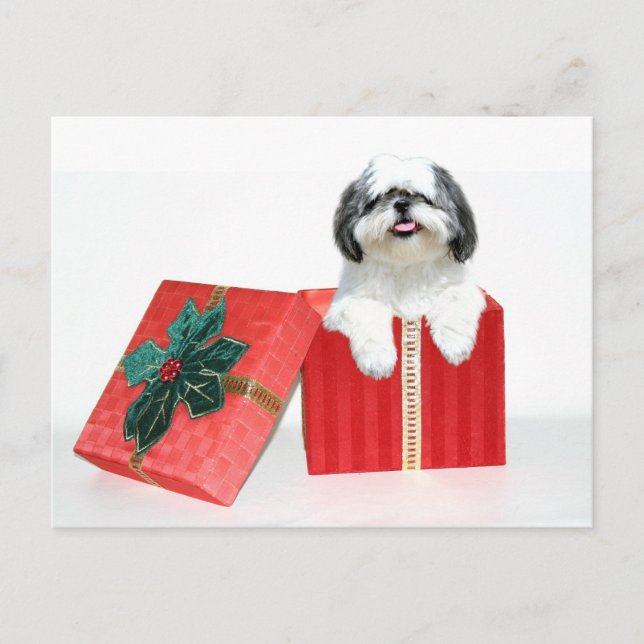 Shih Tzu Weihnachtsgeschenk Feiertagspostkarte (Vorderseite)