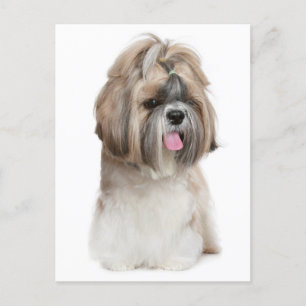 Shih Tzu Welpe Hund - Liebe, Hallo, denken Sie an  Postkarte