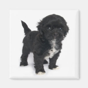 Shih Tzu Welpe Hund Schwarz-Weiß Shihtzu Magnet