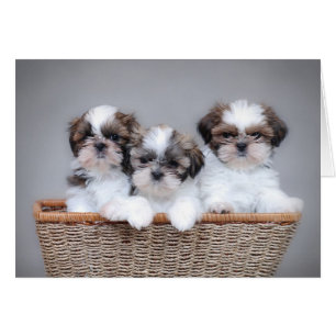 Shih Tzu Welpen