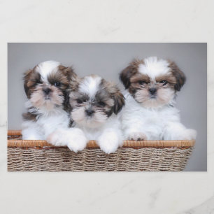 Shih Tzu Welpen Briefpapier