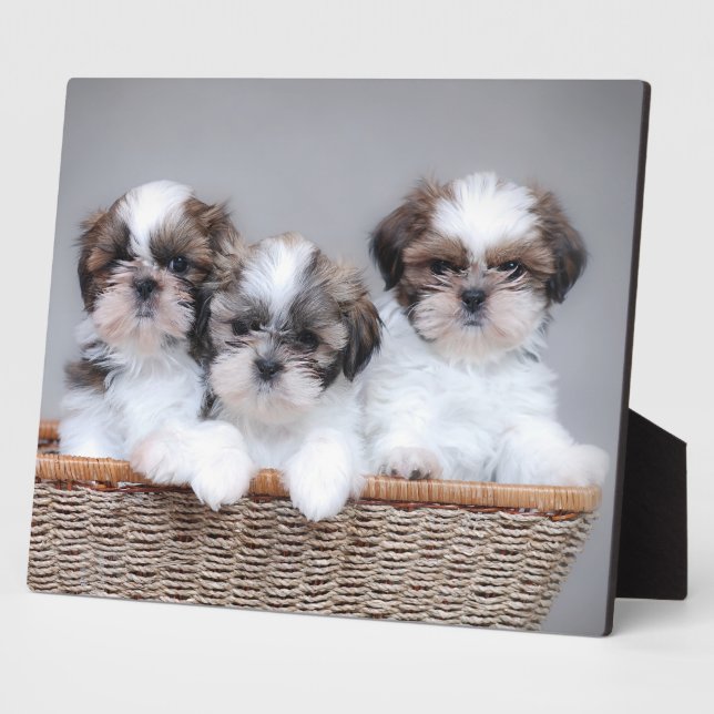 Shih Tzu Welpen Fotoplatte (Seite)