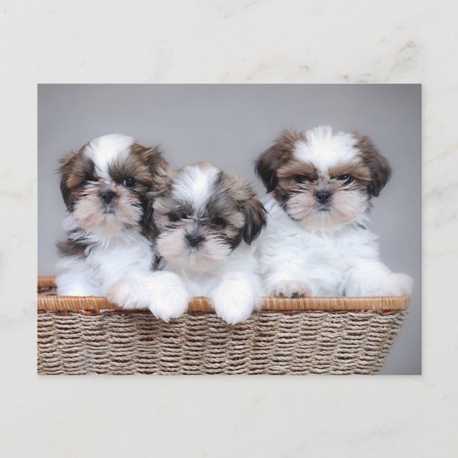 Shih Tzu Welpen Postkarte (Vorderseite)