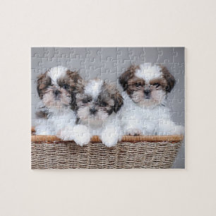 Shih Tzu Welpen Puzzle