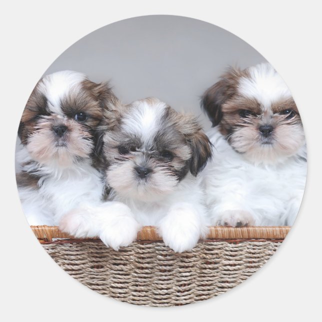 Shih Tzu Welpen Runder Aufkleber (Vorderseite)