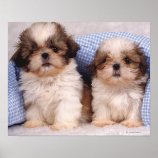 Shih Tzu Welpen unter einer kontrollierten Decke Poster