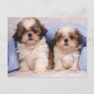 Shih Tzu Welpen unter einer kontrollierten Decke Postkarte