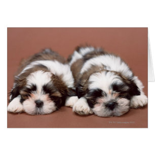 Shih Tzu Welppies