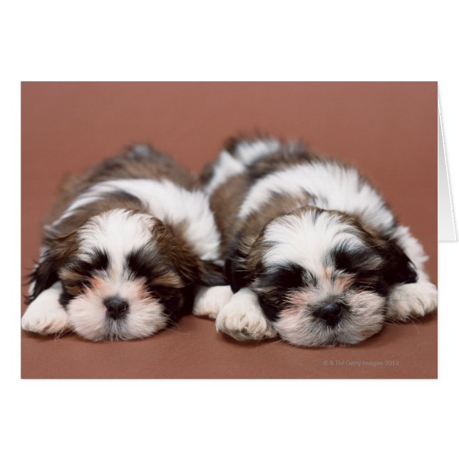 Shih Tzu Welppies (Vorderseite (Horizontal))