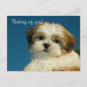 Shih Tzu Welppy "Denken Sie an Sie" PostCard Postkarte