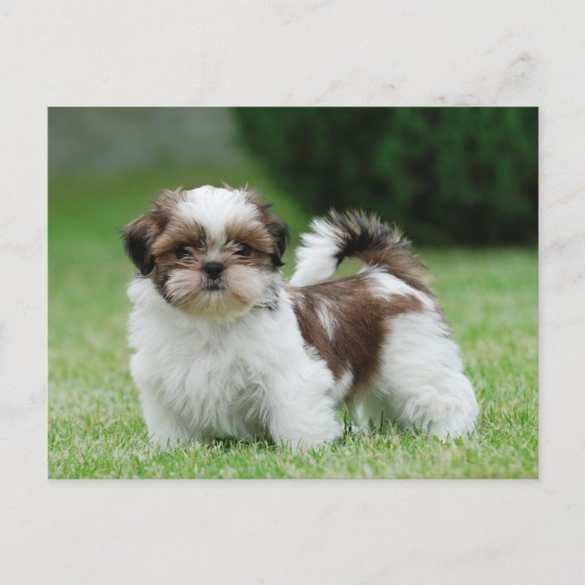 Shih tzu Welppy Postkarte (Vorderseite)
