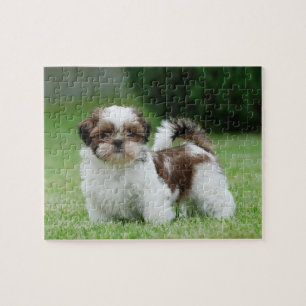 Shih tzu Welppy Puzzle