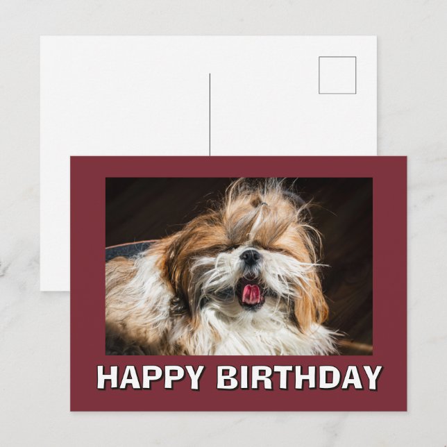 Shih tzu yawning tongue funny cute Happy birthday Postkarte (Vorne/Hinten)