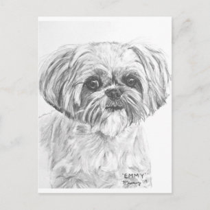 Shih Tzu Zeichnend Postkarte