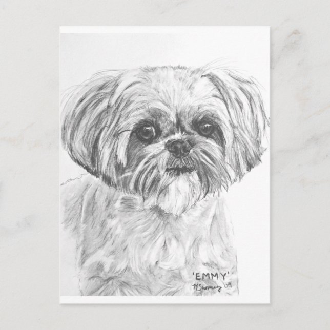 Shih Tzu Zeichnend Postkarte (Vorderseite)