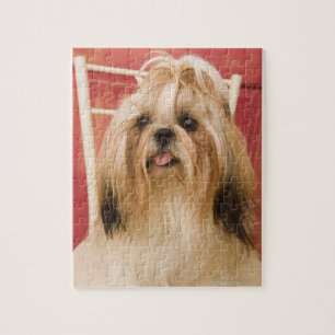 Shih--tzuhund Puzzle