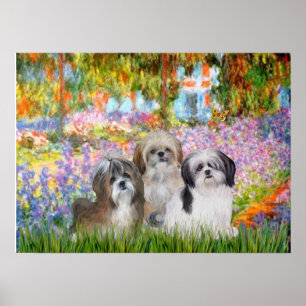 Shih Tzus (drei) - Garten Poster
