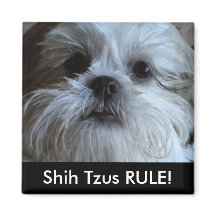 Shih Tzus RULE Kühlschrank Magnet
