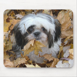 Shih--tzuwelpe Mousepad