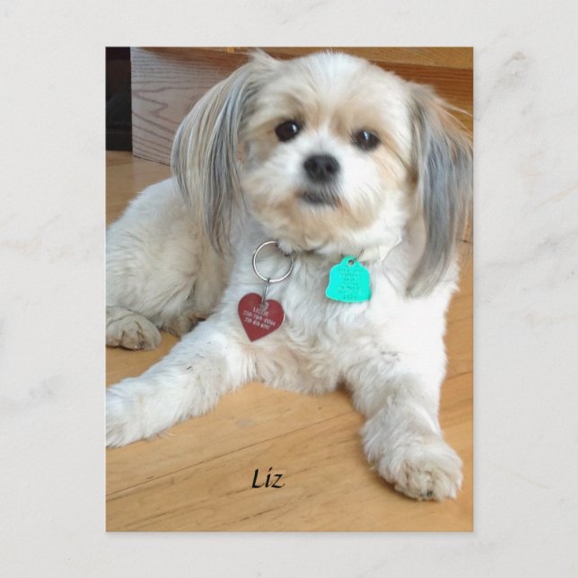 Shih TzuX mit dem Namen Liz Postcard Postkarte (Vorderseite)