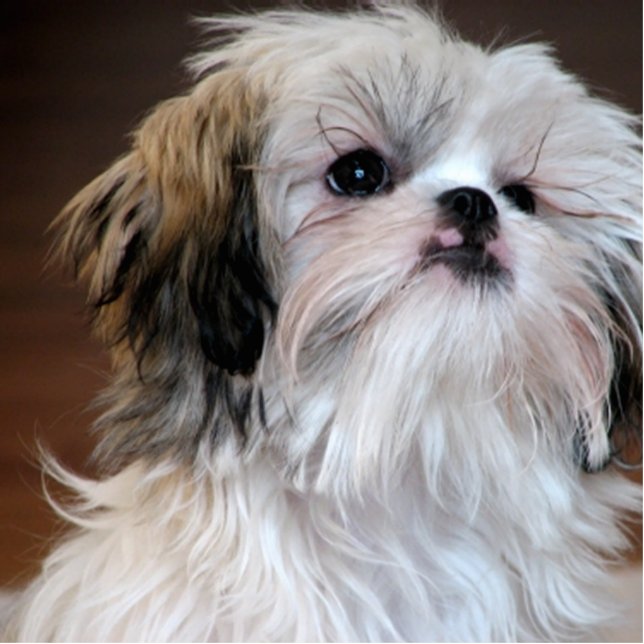 ShihTzu Fotoskulptur Schlüsselanhänger (Vorne)
