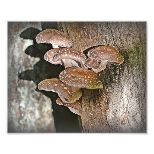 Shiitake-Pilz-Foto-Druck Fotodruck
