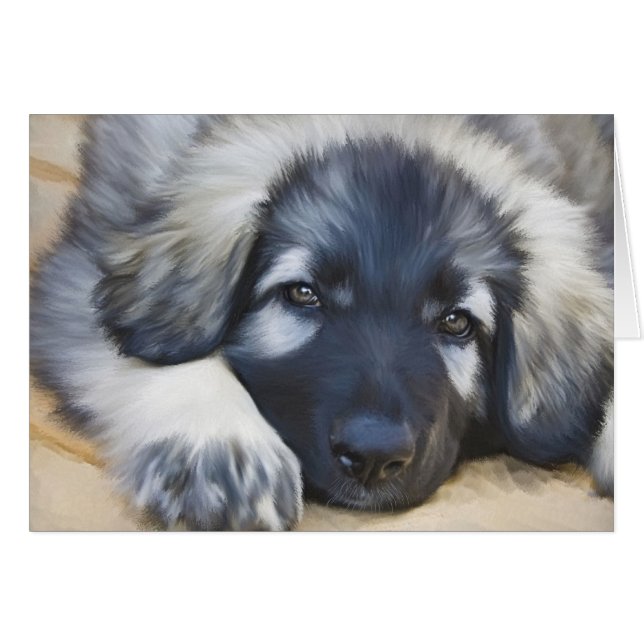 Shiloh Schäfer (Vorderseite (Horizontal))