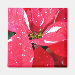 Shimmer Star Überraschung Poinsettia Holiday Flora Magnet