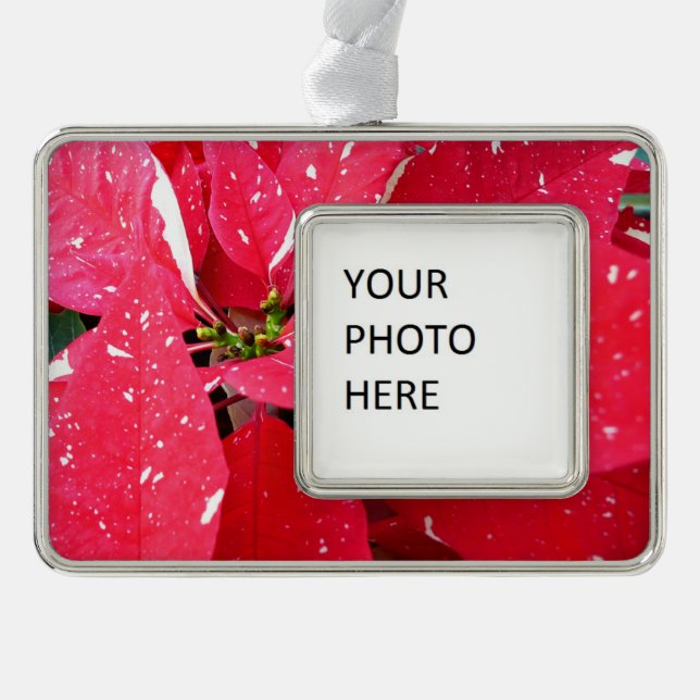 Shimmer Star Überraschung Poinsettia Holiday Flora Rahmen-Ornament Silber (Vorderseite)
