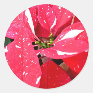 Shimmer Star Überraschung Poinsettia Holiday Flora Runder Aufkleber