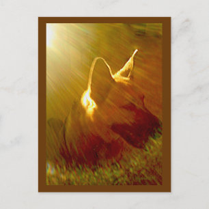 Shine on Me German Shepherd #1 Postcard Postkarte