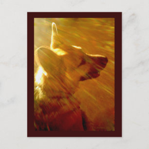 Shine on Me German Shepherd #2 Postkarte