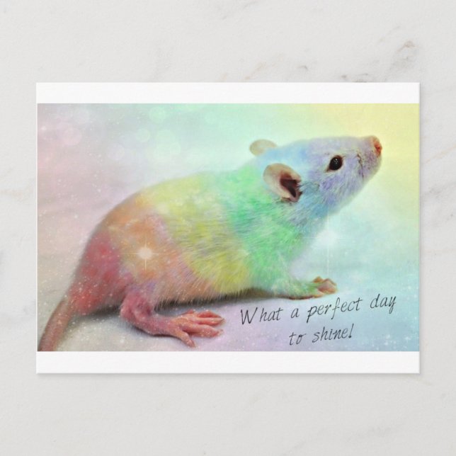 Shine On! Postkarte (Vorderseite)