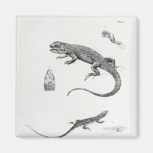 Shingled Iguana Magnet (Vorne)