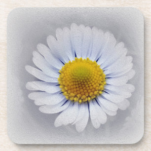 shining white daisy untersetzer