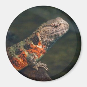 Shinisaurus crocodilurus magnet