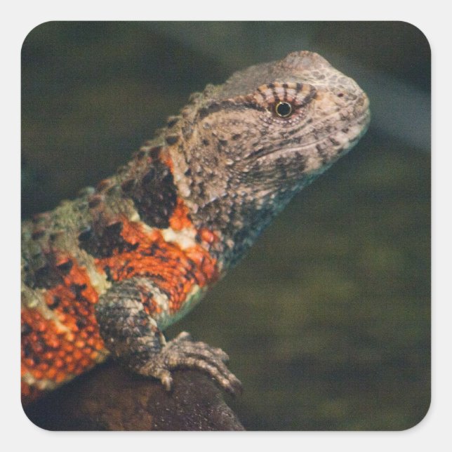 Shinisaurus crocodilurus quadratischer aufkleber (Vorderseite)