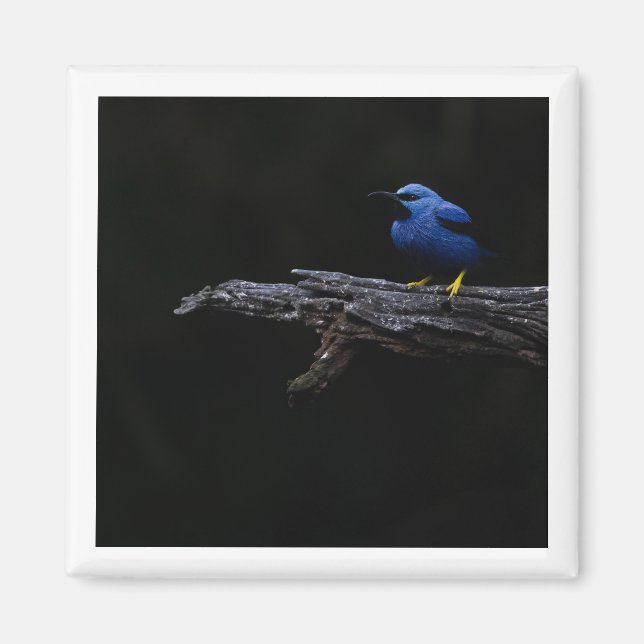 Shiny Honeycreeper Magnet (Vorne)