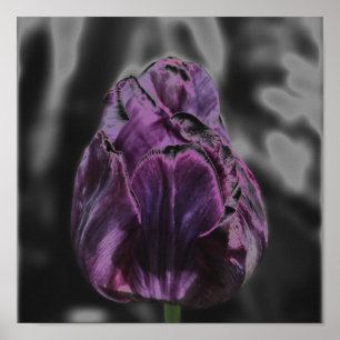 Shiny Lila Tulip Abstrakte Blume Art Poster