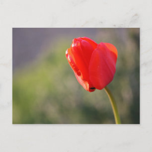 Shiny Red Tulip Postkarte