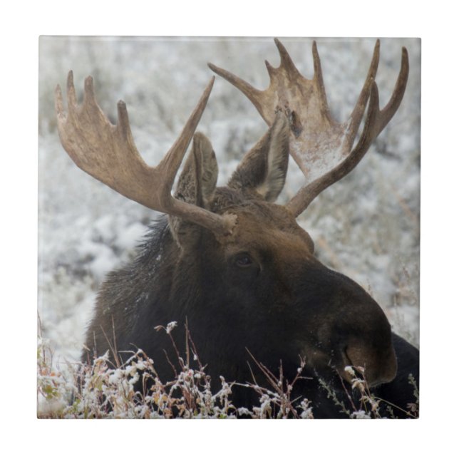 Shiras Bull Moose Fliese (Vorderseite)